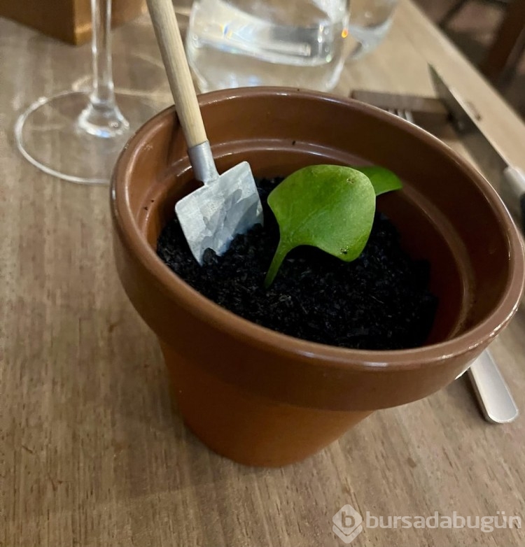 Çok parayla az yemek! Lüks restoranların iştah açmayan sunumları... 