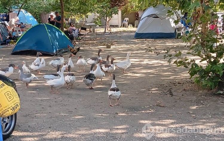 Kazlar özgürlüğüne kavuştu! Denetimli serbestlik uygulandı...