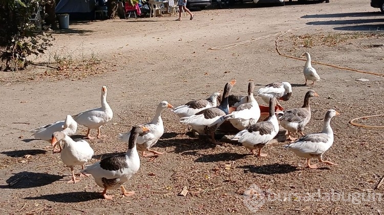 Kazlar özgürlüğüne kavuştu! Denetimli serbestlik uygulandı...