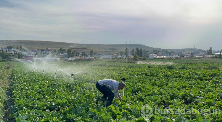 Çiftçi baba çocuklarını okutmak için pancar ekiyor