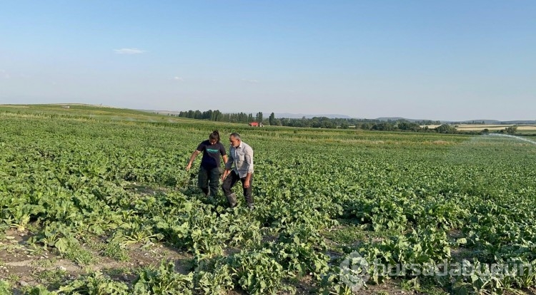 Çiftçi baba çocuklarını okutmak için pancar ekiyor