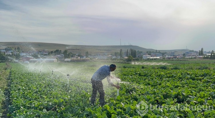 Çiftçi baba çocuklarını okutmak için pancar ekiyor
