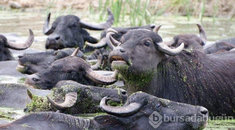 Şok olacaksınız! Hangi şehrimiz Afrika'ya dödü