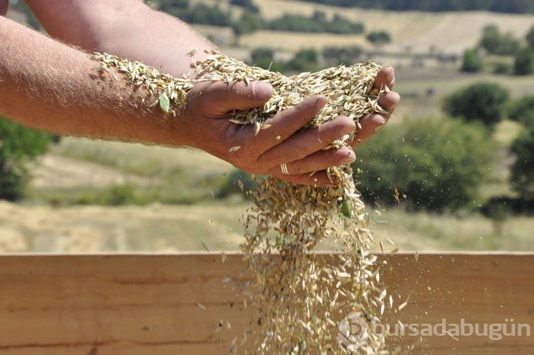 Ata tohumunda hasat başladı