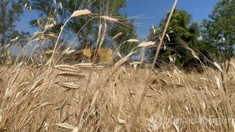 Ata tohumunda hasat başladı