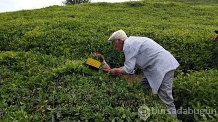 Çay üreticisine kötü haber!