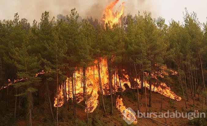 AFAD yangınla ilgili açıklamalarda bulundu...