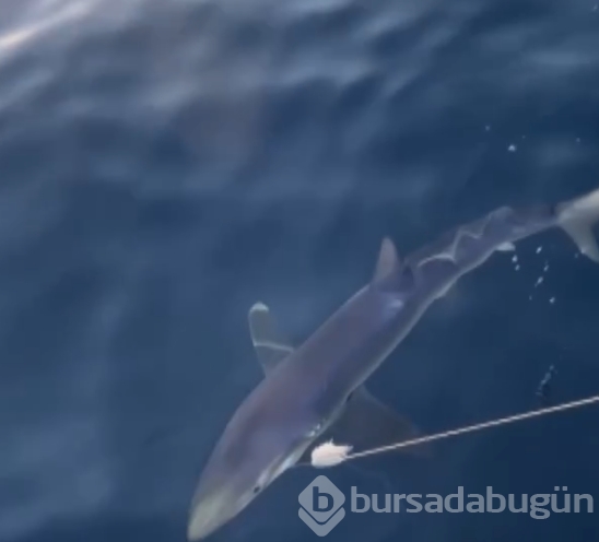 Balıkçıların tuttuğu balığı görünce inanamayacaksınız!