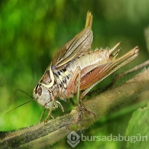 Cırcır böceklerinde eşcinsel davranış gözlemlendi