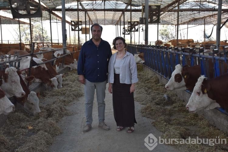 Veteriner çift buzağılarına tanıdık isimleri veriyor!
