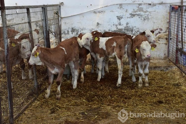 Veteriner çift buzağılarına tanıdık isimleri veriyor!