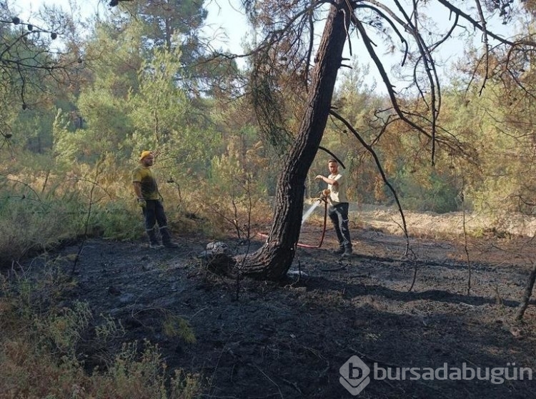 Bursa'da orman yangınlarıyla mücadele devam ediyor!