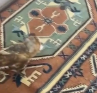 Nesli tükenme tehlikesi altında! Peçeli Baykuş eve sığındı