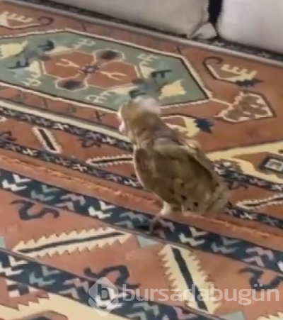 Nesli tükenme tehlikesi altında! Peçeli Baykuş eve sığındı