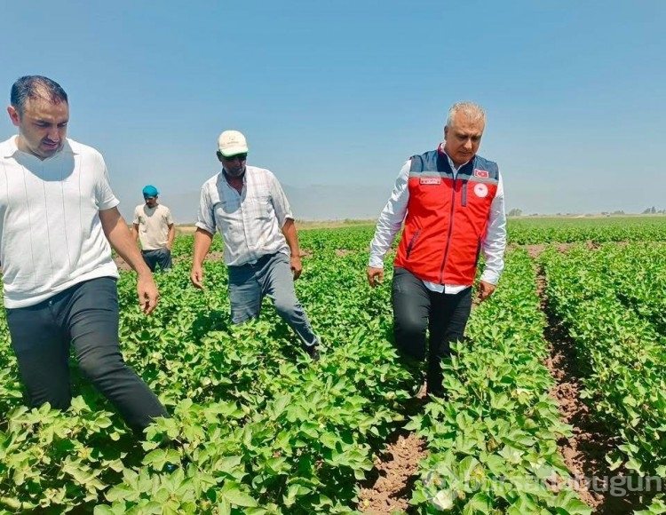 Hatay'da pamuk tarlaları incelendi