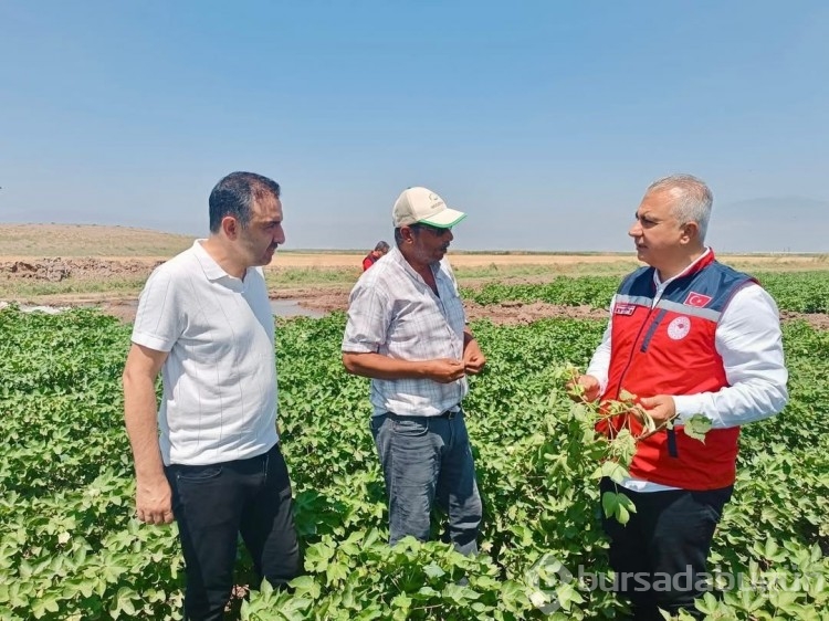 Hatay'da pamuk tarlaları incelendi