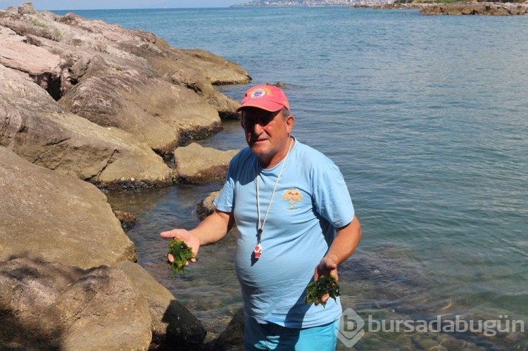 Japonlar Giresun'u rahat bırakın! Giresun'da ki bu ürünün peşinde