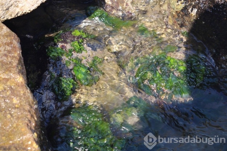 Japonlar Giresun'u rahat bırakın! Giresun'da ki bu ürünün peşinde