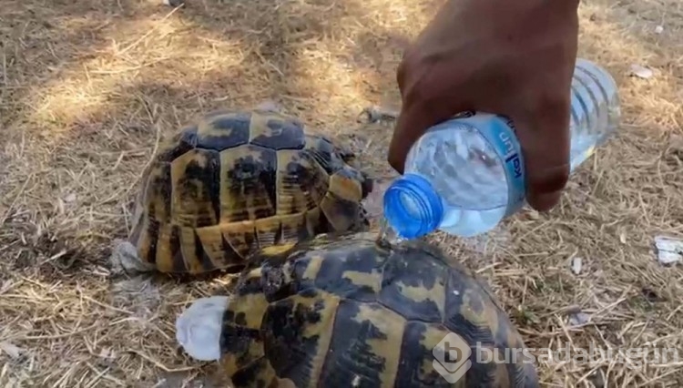 Bornova'daki alevler Buca'ya sıçradı