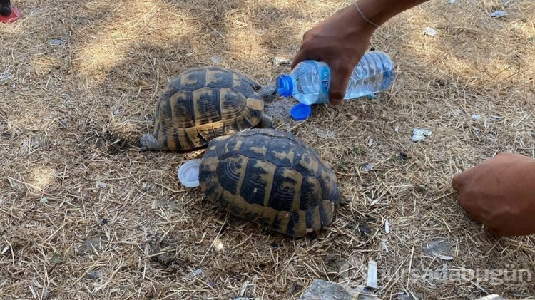Bornova'daki alevler Buca'ya sıçradı