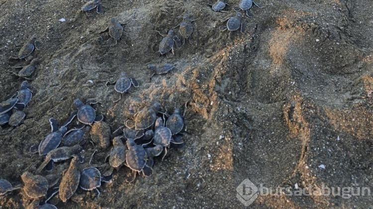 Yeşil deniz kaplumbağları denizle buluştu!