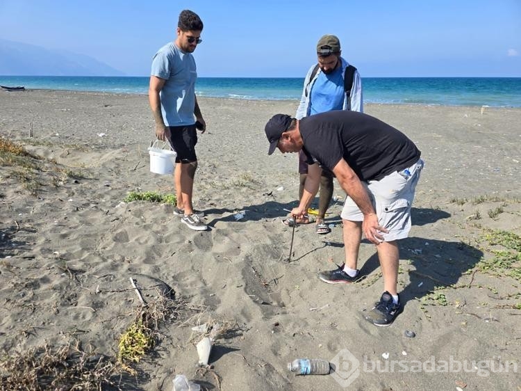 Yeşil deniz kaplumbağları denizle buluştu!
