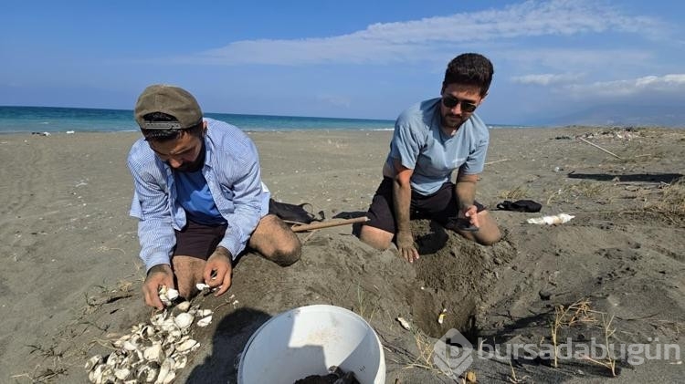 Yeşil deniz kaplumbağları denizle buluştu!