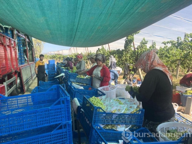 Avrupa ve Arap ülkeleri bu üzümün peşinde!