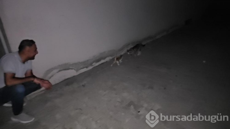 Yaramaz kediler iş başında! 
