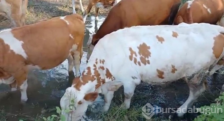 İyi insanlar iyi ki var! Elleriyle hayvanlara mini gölet yaptılar
