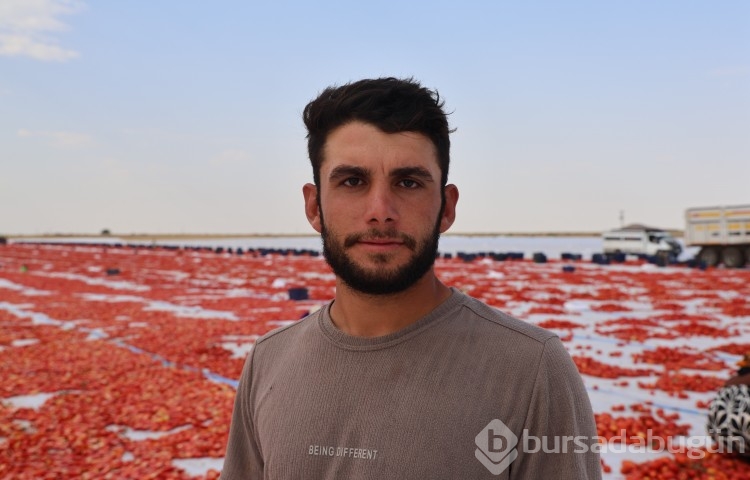 Kavurucu sıcağın altında kurutulan domatesler
