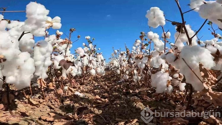 İzmir'in tarım alanları üretimden düşebilir