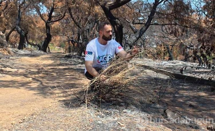 Antalya'da bulunan Lara gelini bitkisi de yangından etkilendi!