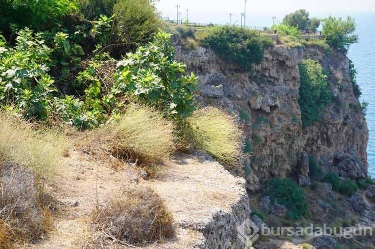 Antalya'da bulunan Lara gelini bitkisi de yangından etkilendi!