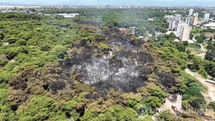 Antalya'da bulunan Lara gelini bitkisi de yangından etkilendi!