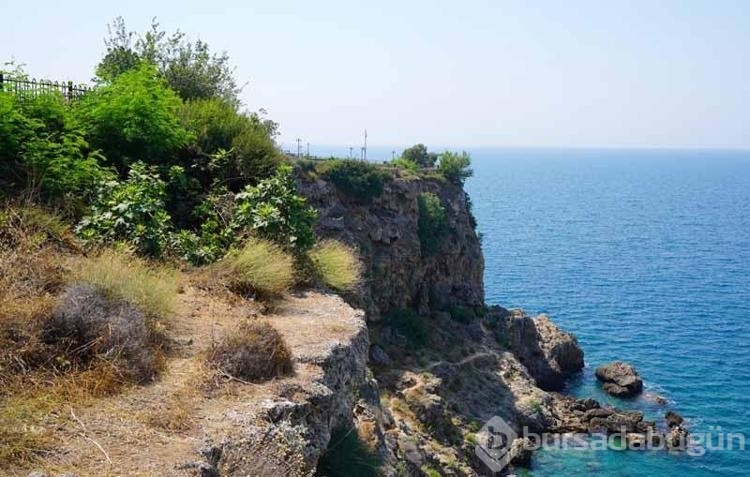 Antalya'da bulunan Lara gelini bitkisi de yangından etkilendi!