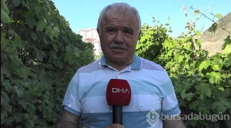 Yusufeli'deki üzüm bereketi