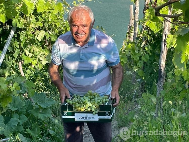 Yusufeli'deki üzüm bereketi