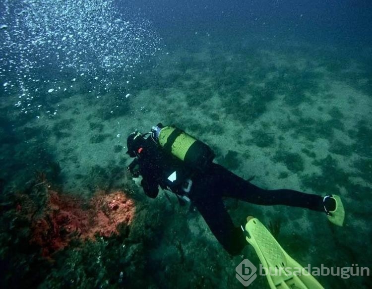 Saros Körfezi'nde İspanyol balığı dikkat çekti