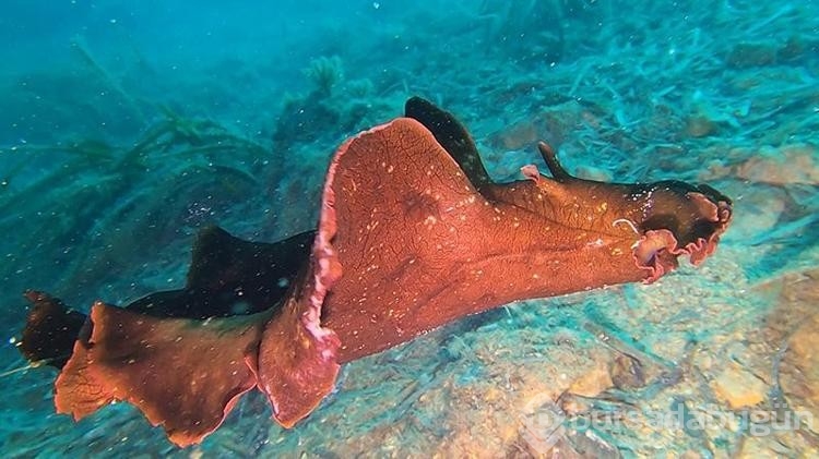 Saros Körfezi'nde İspanyol balığı dikkat çekti
