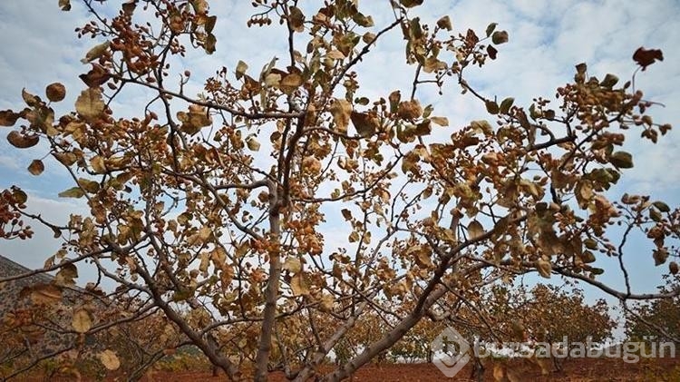 Kavurucu sıcaklar fındıkları da olumsuz etkiledi