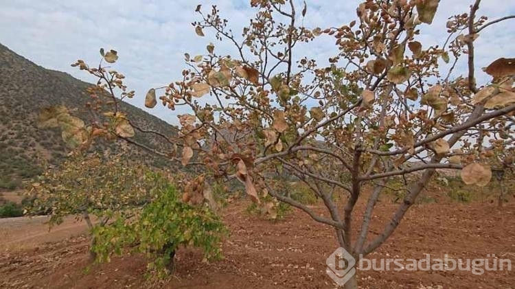 Kavurucu sıcaklar fındıkları da olumsuz etkiledi