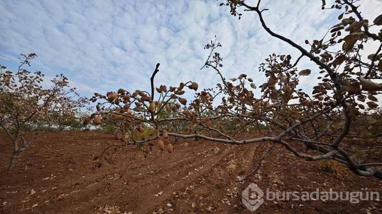 Kavurucu sıcaklar fındıkları da olumsuz etkiledi