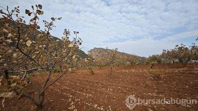 Kavurucu sıcaklar fındıkları da olumsuz etkiledi
