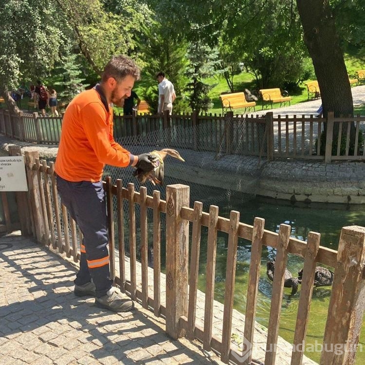 Yaralı yaban ördeğinin yeni evi Kuğulu Park oldu!