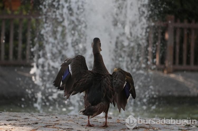 Yaralı yaban ördeğinin yeni evi Kuğulu Park oldu!