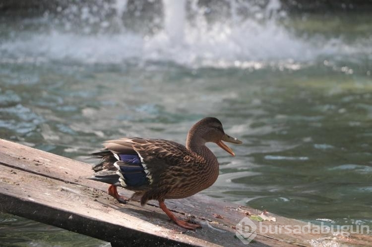 Yaralı yaban ördeğinin yeni evi Kuğulu Park oldu!