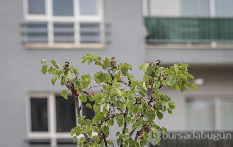 Bursa'da sıcak havada böyle serinlediler