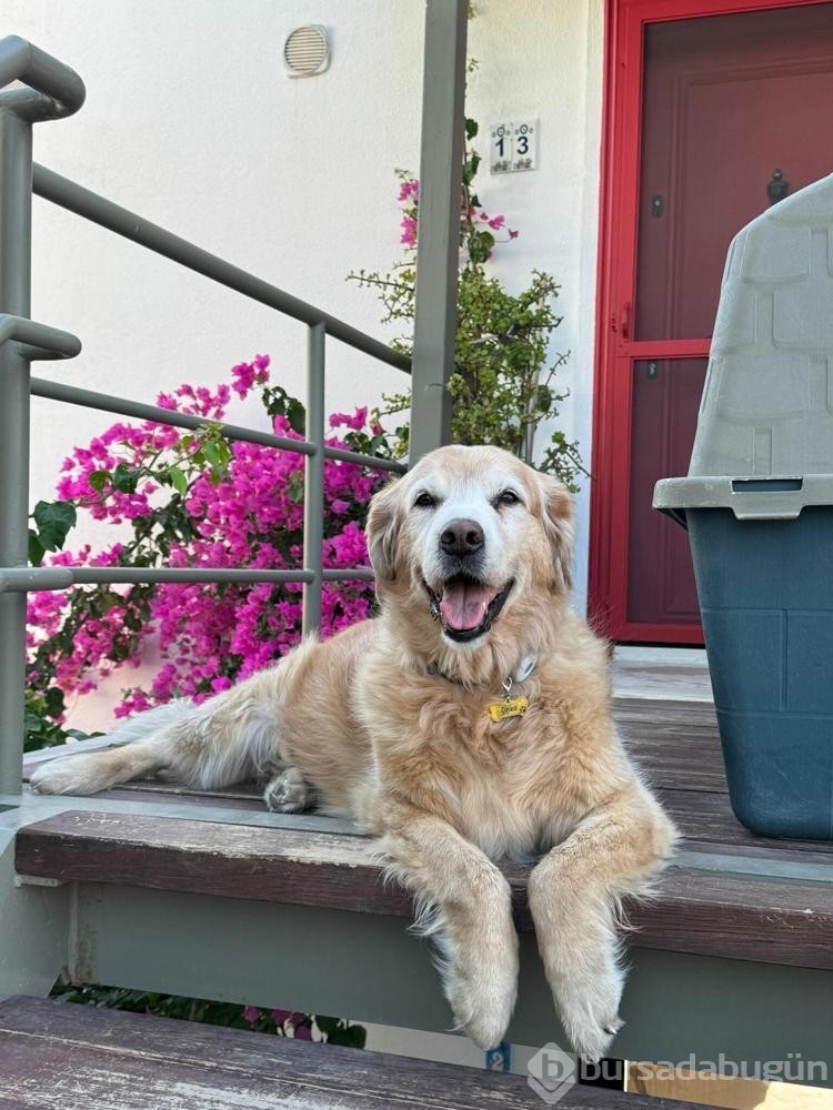 12 yıl önce sahiplendiği köpeği trafik kazasında kaybetti