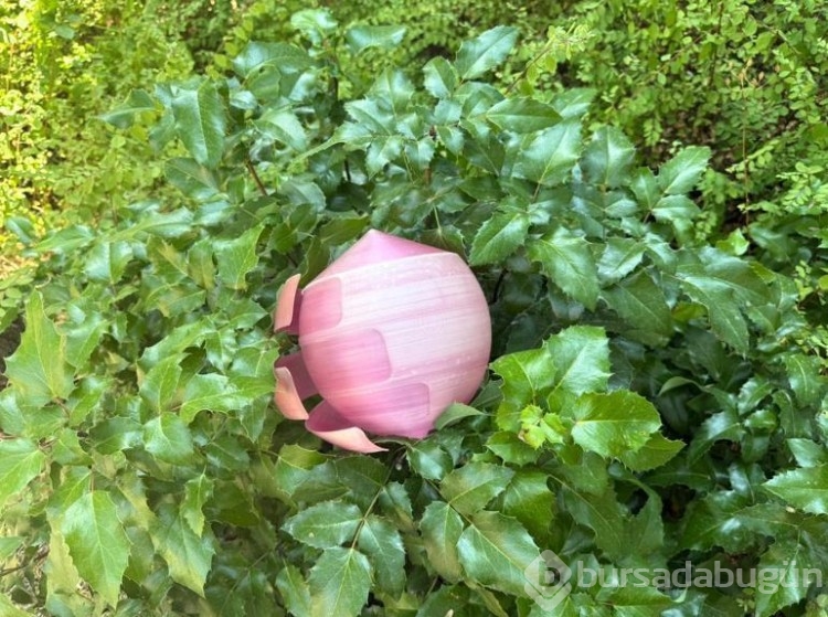 Orman yangınlarına karşı pembe küre projesi 